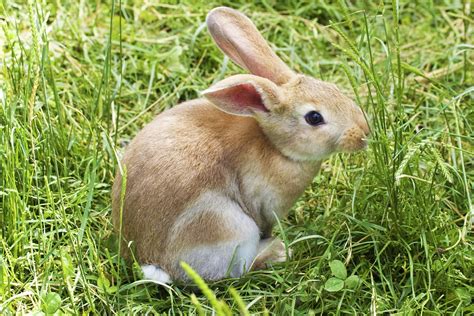 Free Photo Bunny Rabbit Easter Grass Cute Free Image On Pixabay