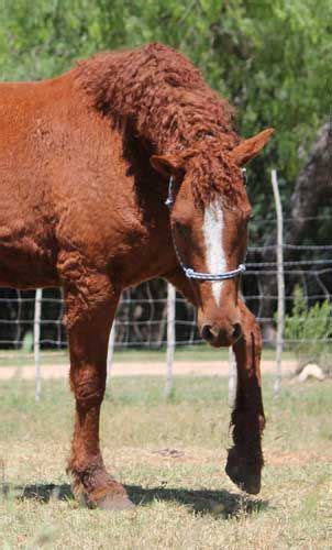 Now That Is A Curly Horse Tds I Love Lucy Most Beautiful Horses All