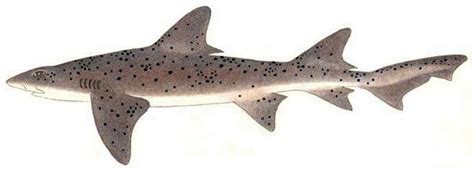 Spotted Shark