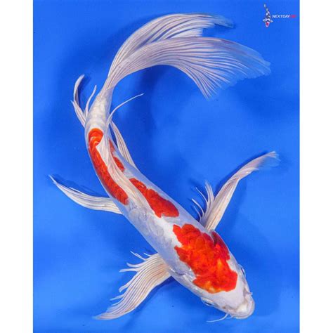 12 Imported Kikusui Butterfly Koi Koi Fish For Sale