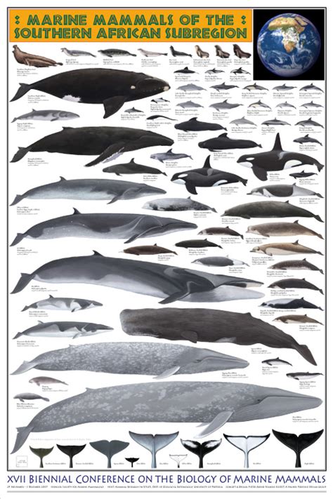 Suchen sie nach beschriftung, etiketten oder inserieren sie einfach und kostenlos ihre anzeigen. 17th Conference - Meeressäuger um Südafrika - Cetacea.de