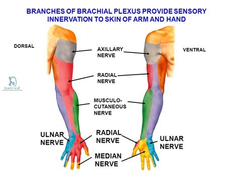 Median Nerve Distribution Median Nerve Nerve Anatomy Nerve Images And