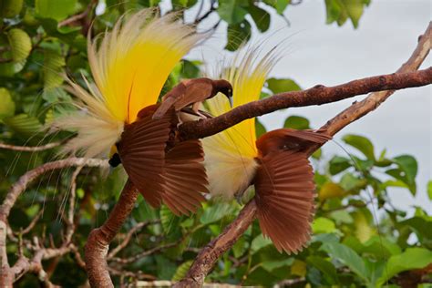 Extravagance Explained Why Birds Of Paradise Are The Way