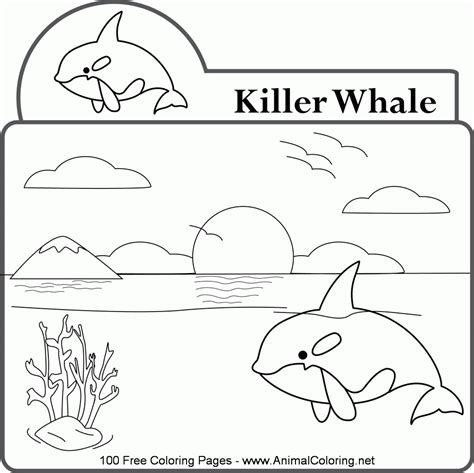 Discover all our printable coloring pages for adults, to print or download for free ! Orca Whale Coloring Page - Coloring Home