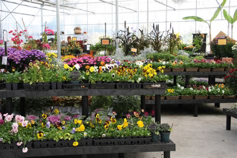 If you pick up one of these blooms, choose white. Greenhouses, Flower Shop and Florist | Lansing, MI ...