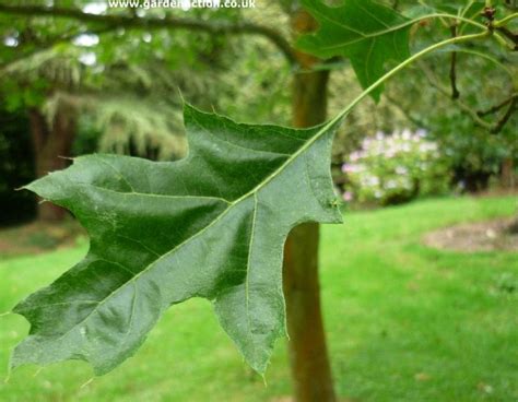 How To Identify Different Oak Trees Images Of Leaves