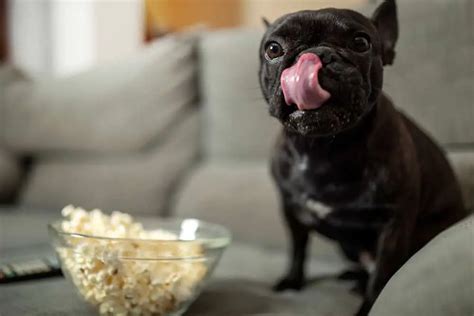 Can Dogs Eat Popcorn Is Popcorn Bad For Dogs Pet Diet Guide