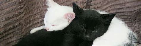 ♡︎ 𝑻𝒘𝒊𝒕𝒕𝒆𝒓 𝒉𝒆𝒂𝒅𝒆𝒓𝒔 ♡︎ Cat Hug Cat Icon Cute Headers