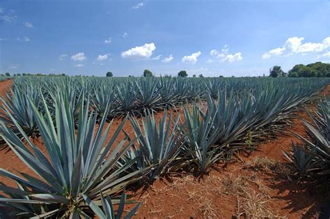 I was a little disappointed with dragon bone cactus. Agaveros construirán destiladora en Axochiapan - Zona ...