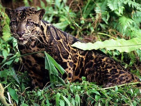 Meskipun namanya kucing hutan, kucing yang terdapat beberapa jenis kucing hutan yang bisa kalian jadikan hewan peliharaan, diantaranya seperti hutan kalimantan, kucing hutan sumatra, serta. Jenis-Jenis Kucing Hutan dan Penjelasannya | Berita Jujur