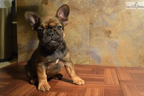 I got my red fawn from her in july 2018 and ever since when i have received nothing but great vet checkups on my little winnie! Red Sable: French Bulldog puppy for sale near Detroit ...