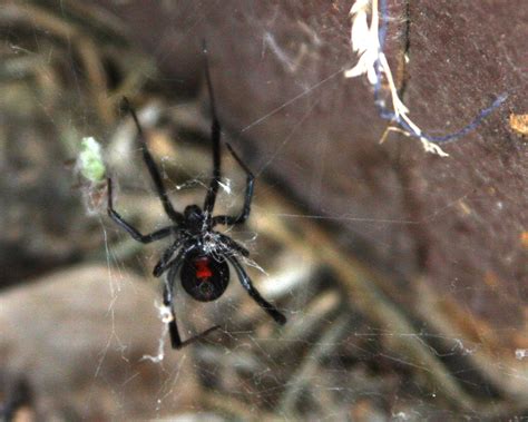 Female Black Widow Spider In Web Female Black Widow Spid Flickr