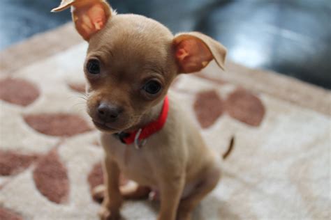 Full Grown Chihuahua Mini Pinscher Mix Pets Lovers