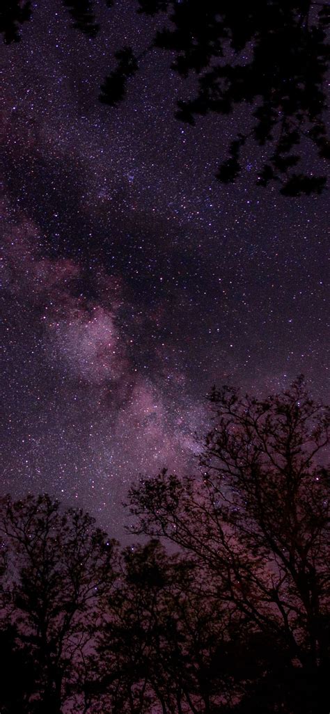 Estrellado Estrellas Cielo Púrpura árboles Noche 1242x2688 Iphone