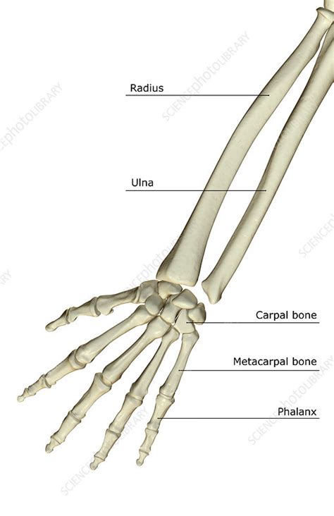 The Bones Of The Forearm Stock Image F0015492 Science Photo Library