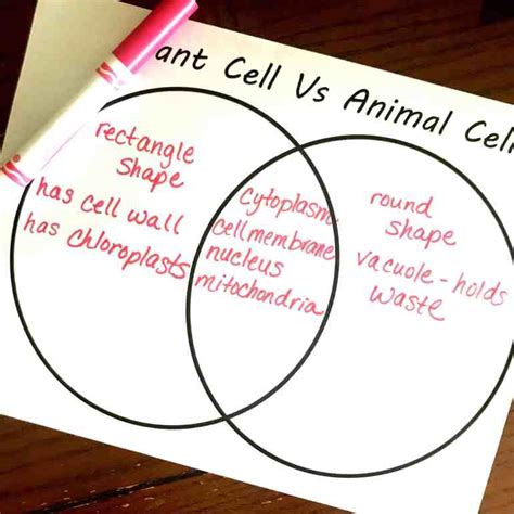 Free Cut And Paste Animal And Plant Cell Worksheet Comparing Cells