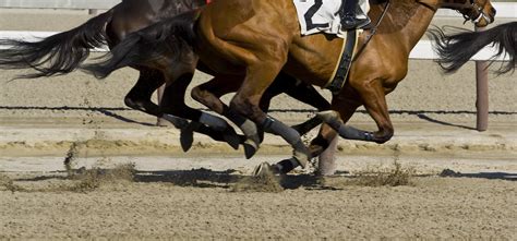 Thoroughbred Horse Racing Galloping Optimum Performance Equine