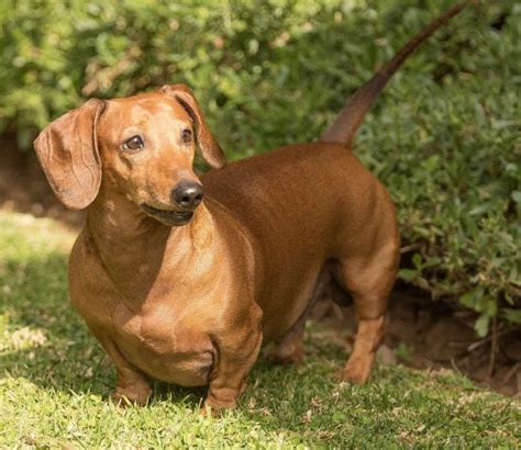 Dachshund Ears Common Issues And Treatments Dachshund Journal