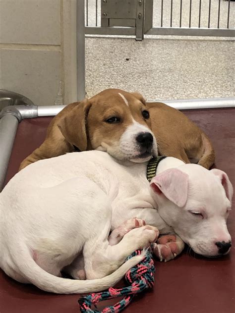 CUTENESS OVERLOAD!! : r/aww