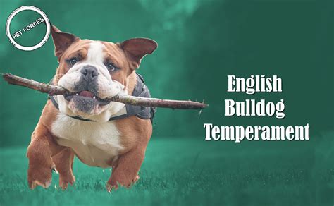 English Bulldog Breed Information Temperament And Pictures