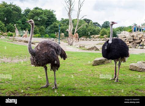 Pair Of Ostriches Standing On Grass In An Enclosure At Dublin Zoo In