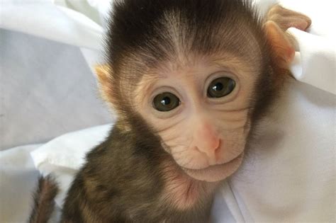 Chinese Scientists Created Monkeys Carrying Autism Related Gene Wsj