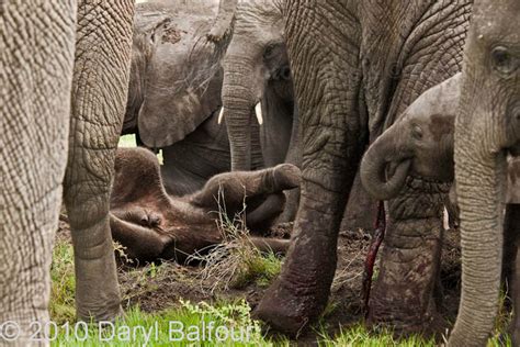 Elephant Birth After 25 Years The Home Of Daryl And Sharna Balfour