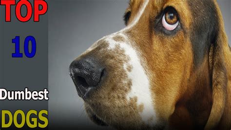 Top 10 Dumbest Dog Breeds Top 10 Animals Youtube