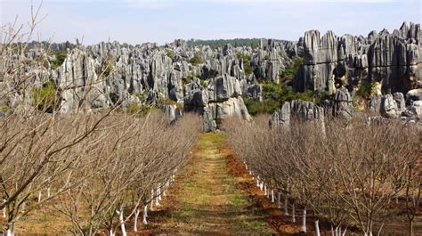 Shilin Stone Forest Kunming Yunnan China Naigu Black Forest