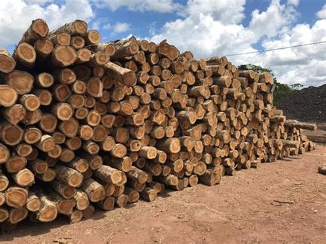 Plantation Grade Brazil Teak Wood Round Logs 380cbm At Best Price In New Delhi Rise