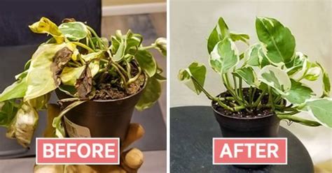 How To Revive A Plant Cook It