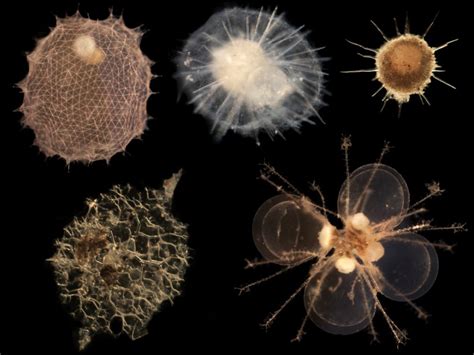 The Tiny Organisms That Transport Silica Across Earths Oceans Eos