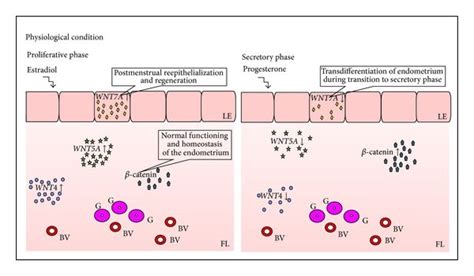 Endometrial Expression Of Wnt Genes Le Luminal Epithelium Fl