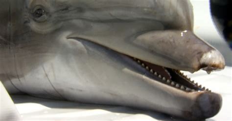 Navy Dolphins Find Rare Torpedo Buried In Ocean Floor