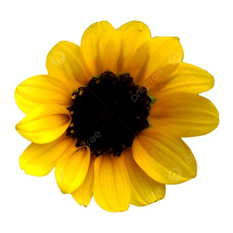 Sunflowe Hd Transparent Sunflower Flower Sunflower Image Yellow Png