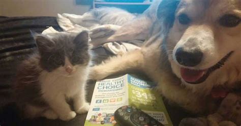 Charlotte Pets Craigslist