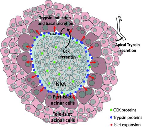 Model For Acinar Cell Zonation In Db Db Mice Islet Cells Elevate CCK