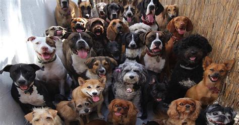 Group for collecting pet friendly apartments over malta the main. Top 20 Best Dog Breeds to Own for 2019 - The Dog Digest