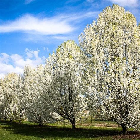 Fruit trees we are excited to offer the following fruit trees that have been hand picked to thrive in the pnw. Aristocrat Pear Tree For Sale | The Tree Center™