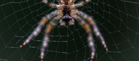 Texas Spiders How Homeowners Can Protect Loved Ones Abc Blog