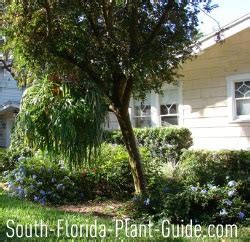 I hope you give pineapple a try in your garden. South Florida Gardening Tips