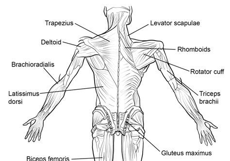 Body Muscles Labelled 32 Label The Major Muscles Labels Information