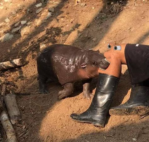 Baby Hippo Biting Leg Meme Baby Hippo Biting Leg Know Your Meme