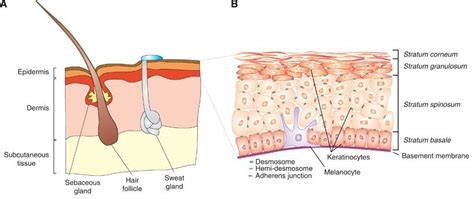 The subcutaneous layer at the bottom has also been labeled, however, it is not actually a part of. 1 Structure of the human skin. (A) The subcutaneous layer ...