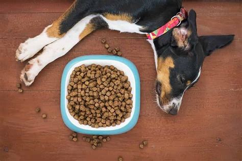 Maybe you would like to learn more about one of these? Can dogs eat Kibble Dog Food? Side effects - Benefits