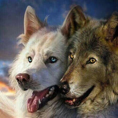 Wolf Pictures Beautiful Wolves Wolf Art Dog Love Husky Wildlife