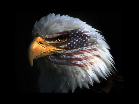 Free Download American Eagles Wallpaper X American Eagles Flags