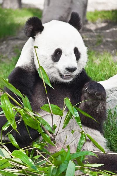 Panda Velká Medvěd Jíst Bambus — Stock Fotografie 13895294