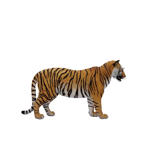 3d Tiger Isolated 21107689 Png