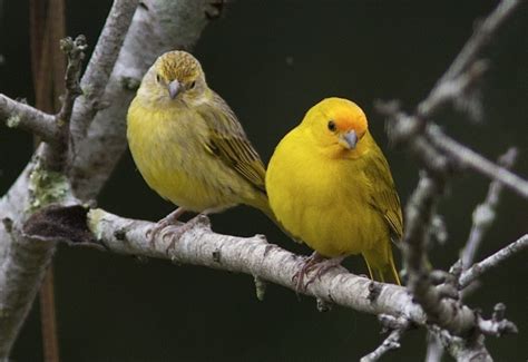 espécies de aves mais traficadas na paraíba pássaros
